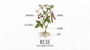 植物科普纪录短片